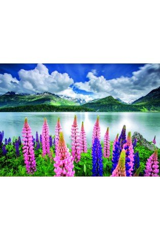 Dėlionė (puzzle) 1500 LUPINS on LAKE SILS, SWITZERLAND 14-99metų